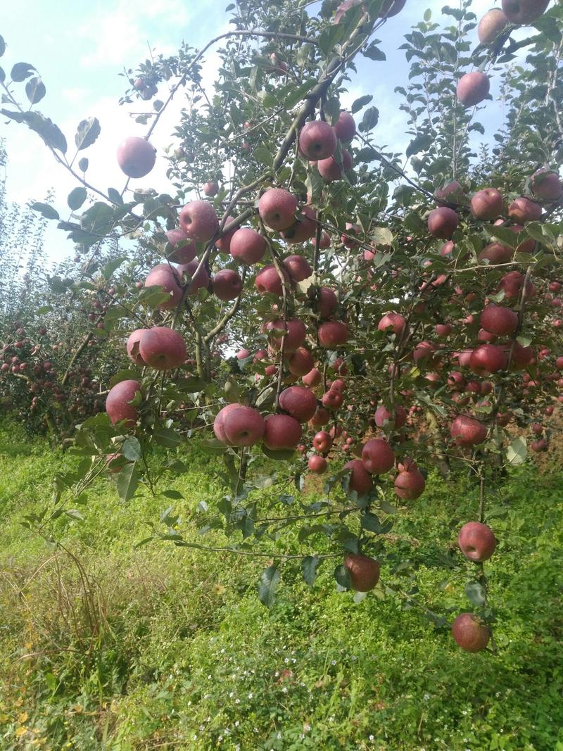【实图拍摄】云南昭通冰糖心苹果离太阳最近城市最远的高原苹果