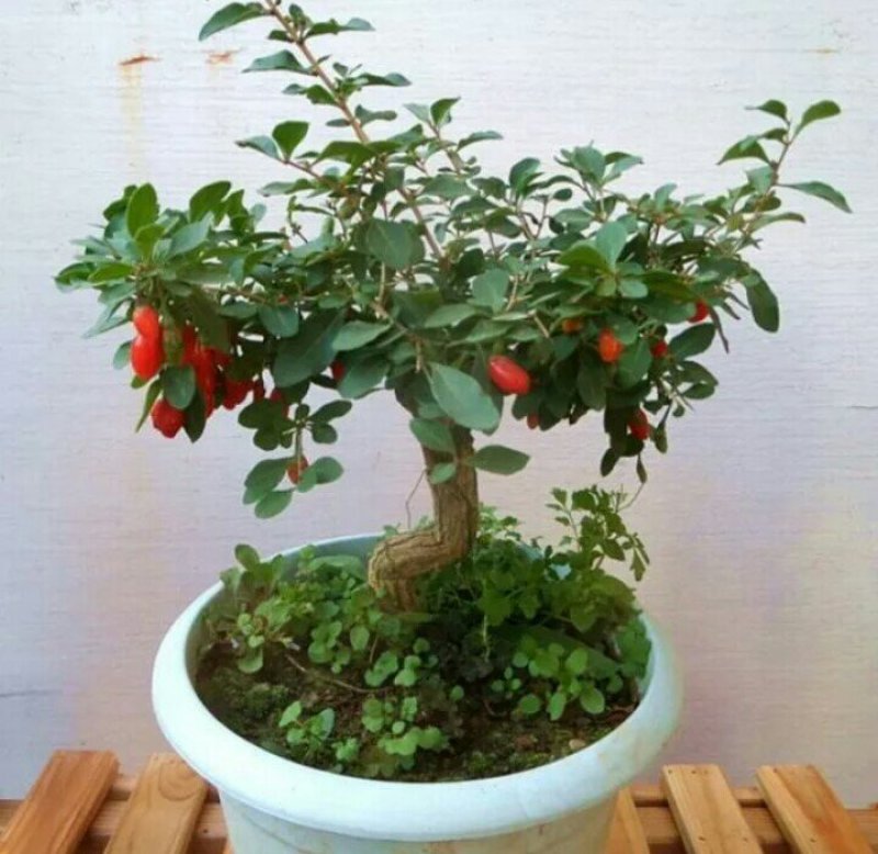 水果枸杞老桩宁夏甘肃枸杞树优质红枸杞老桩大促销冲量