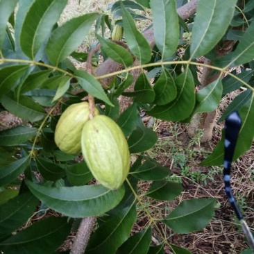 碧根果
