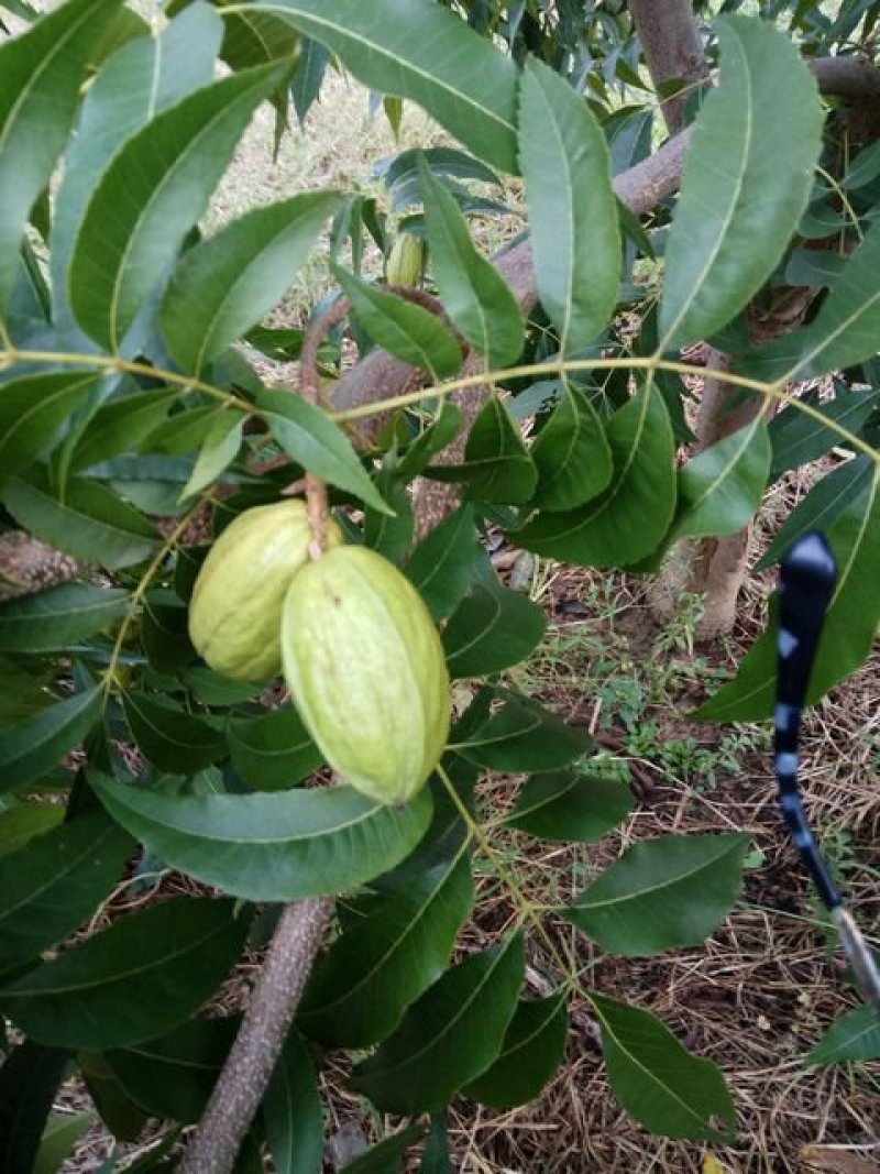 碧根果