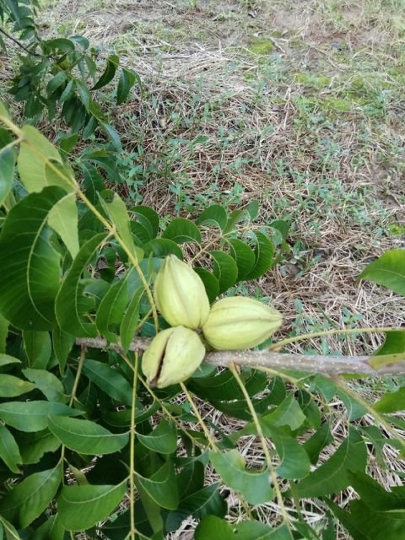 碧根果