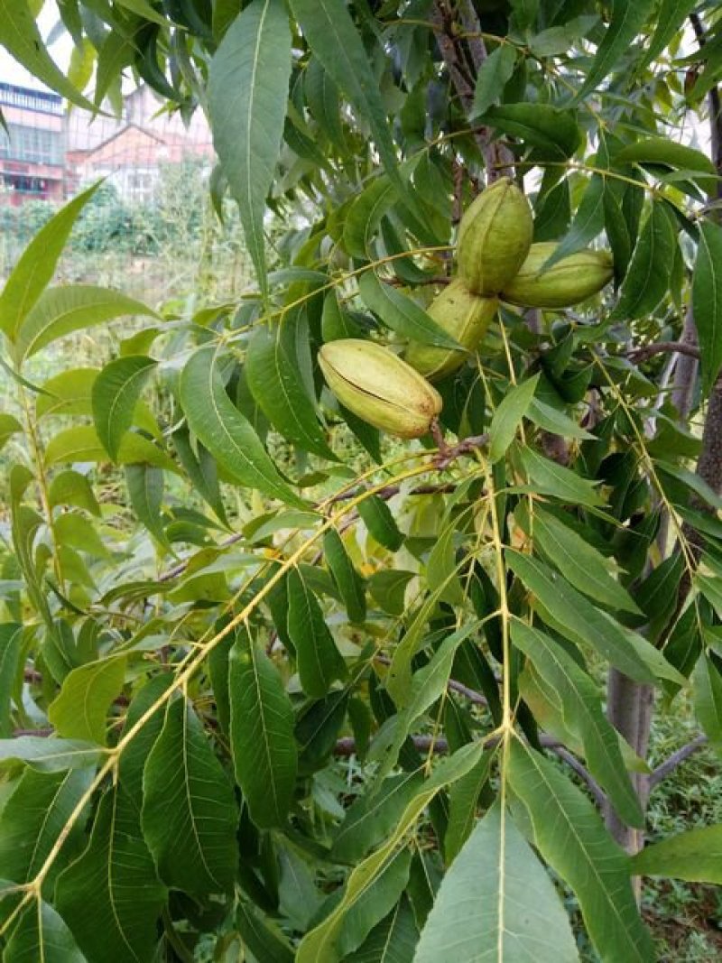 碧根果