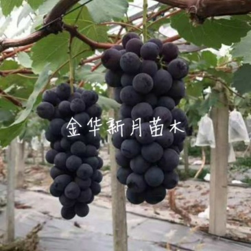夏黑葡萄苗优质葡萄种苗金华葡萄苗基地