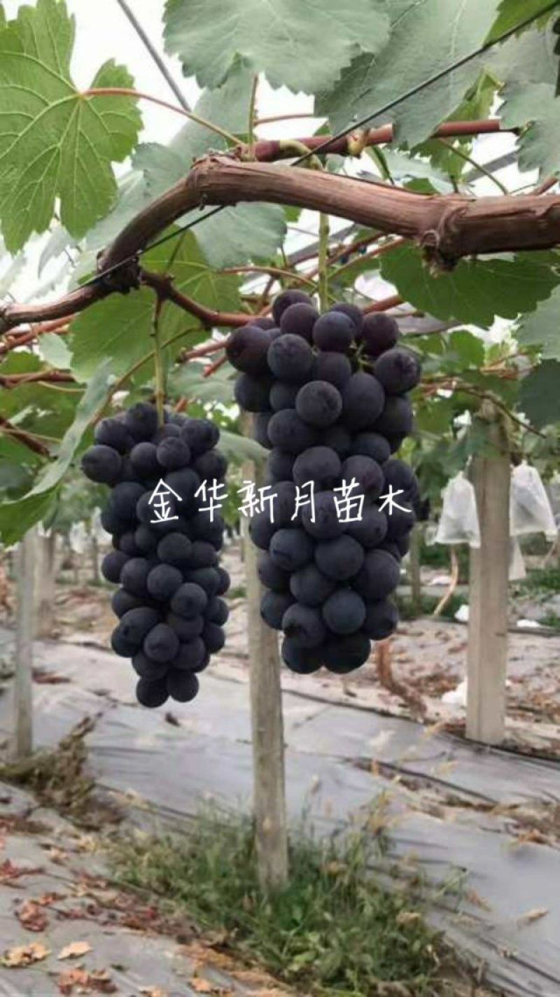 夏黑葡萄苗优质葡萄种苗金华葡萄苗基地