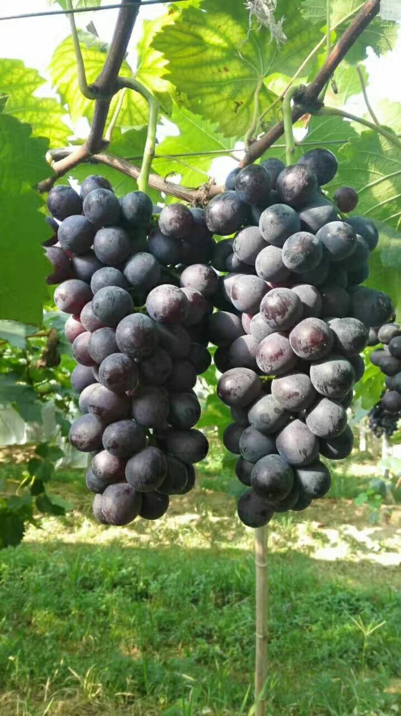 夏黑葡萄苗优质葡萄种苗金华葡萄苗基地