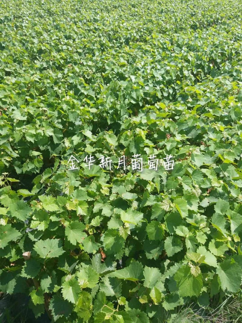 夏黑葡萄苗优质葡萄种苗金华葡萄苗基地