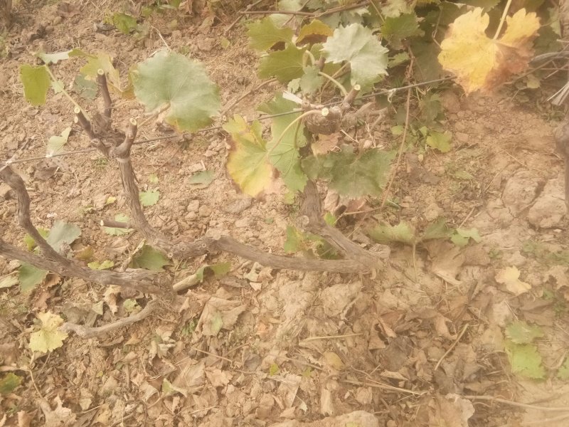 占地葡萄树，万亩葡萄基地