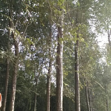 榆树
