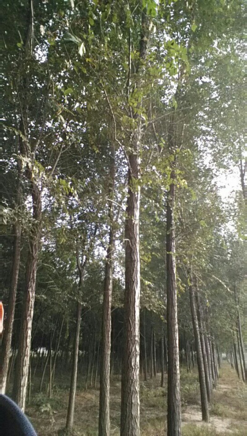 榆树