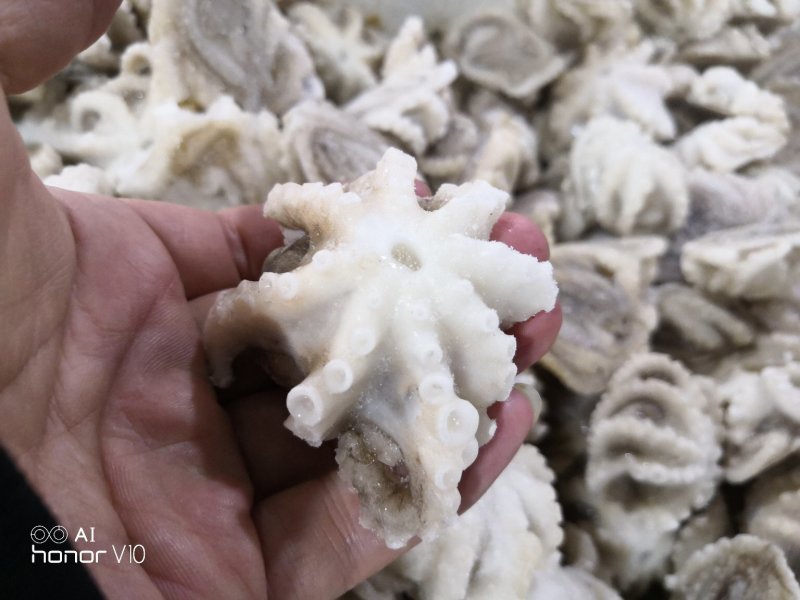 火锅用三去八爪鱼20-40