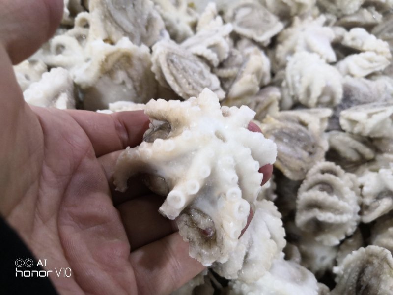 火锅用三去八爪鱼20-40