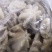 火锅用三去八爪鱼20-40