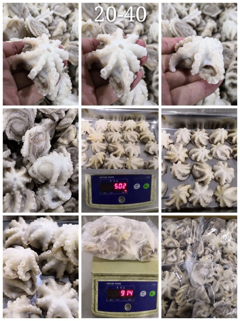 火锅用三去八爪鱼20-40