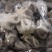 火锅用三去八爪鱼20-40