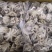 火锅用三去八爪鱼20-40