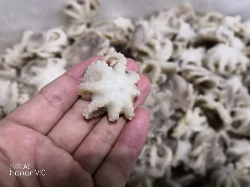 迷你八爪鱼10-20