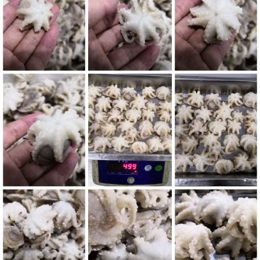 迷你八爪鱼10-20