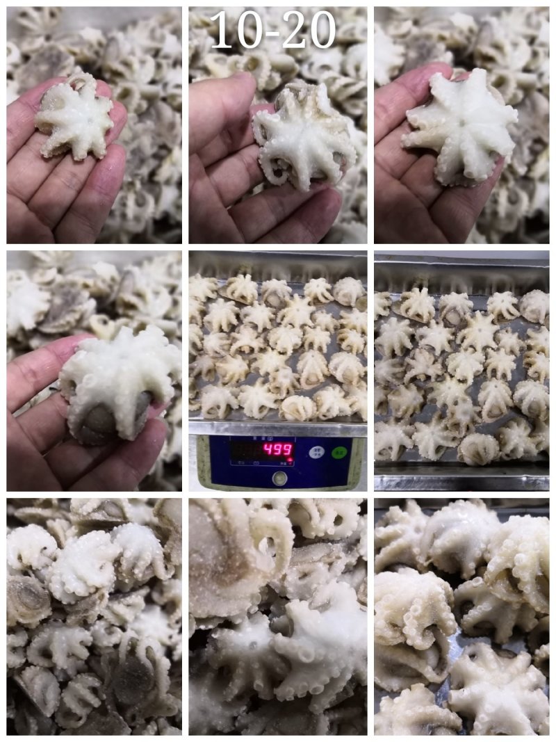 迷你八爪鱼10-20