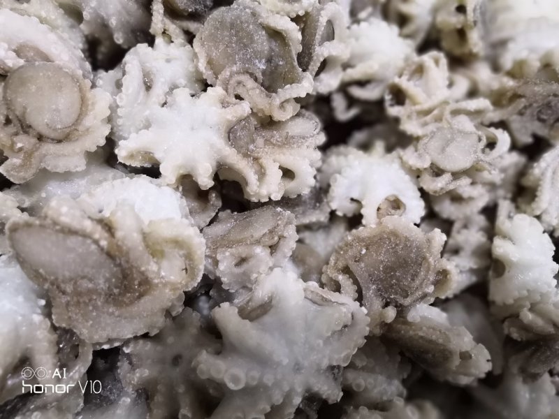 迷你八爪鱼10-20