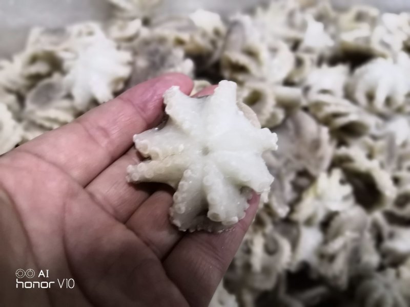 迷你八爪鱼10-20