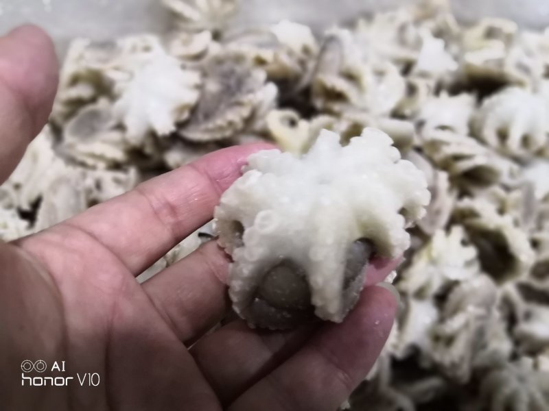 迷你八爪鱼10-20