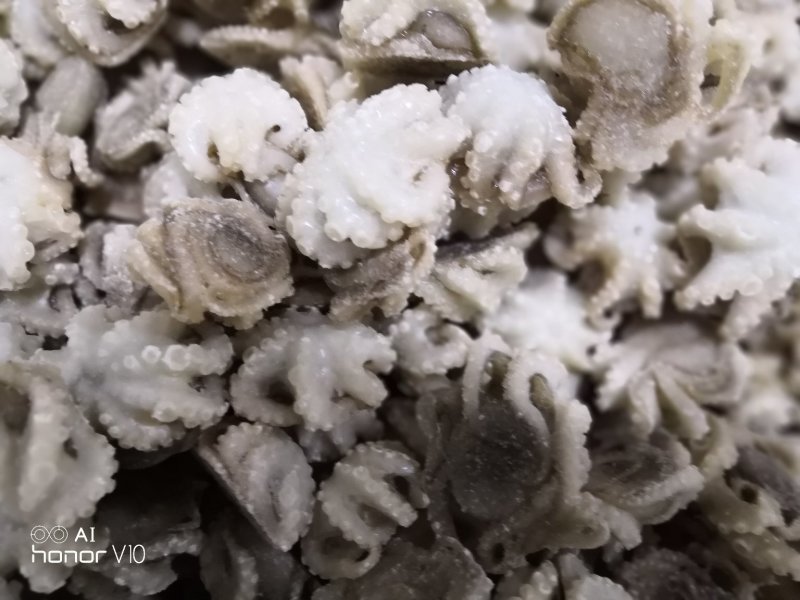 迷你八爪鱼10-20