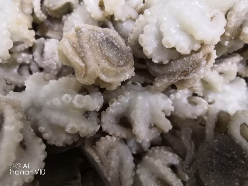 迷你八爪鱼10-20