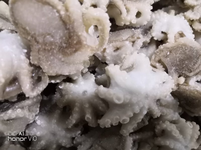 迷你八爪鱼10-20