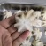 火锅用三去八爪鱼20-40