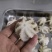 火锅用三去八爪鱼20-40