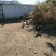 本地鸡蛋