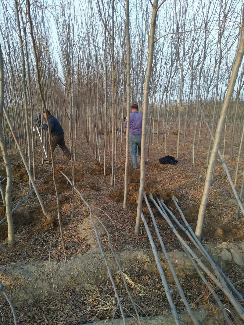 山西精品香花槐，3-8公分，占地香花槐，