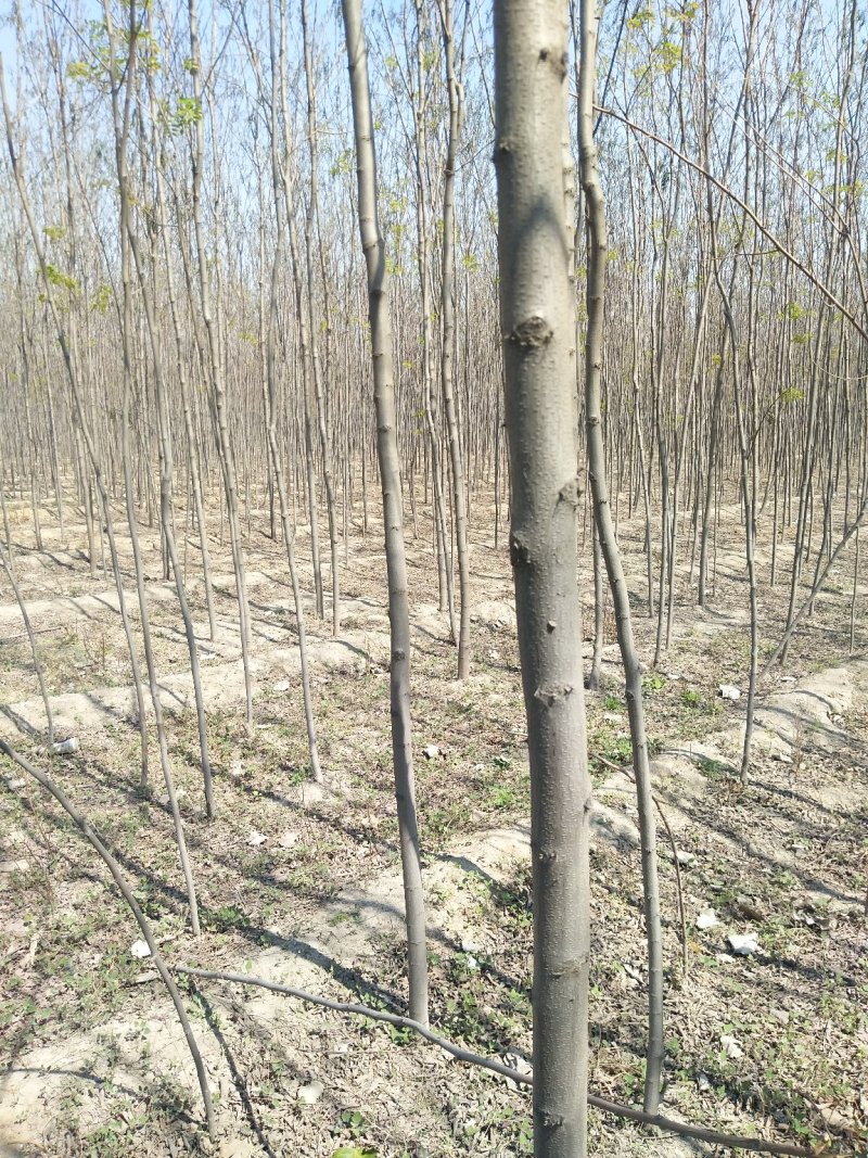 山西精品香花槐，3-8公分，占地香花槐，