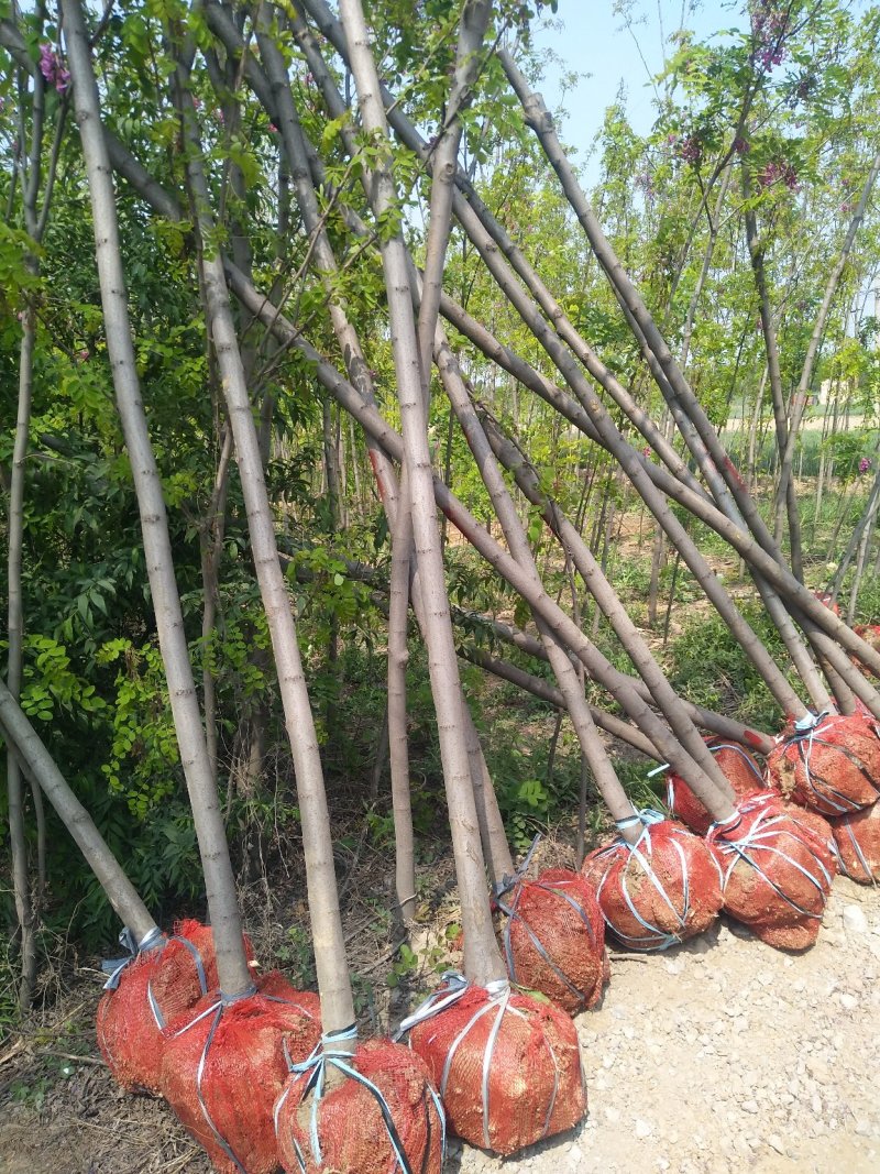 山西精品香花槐，3-8公分，占地香花槐，