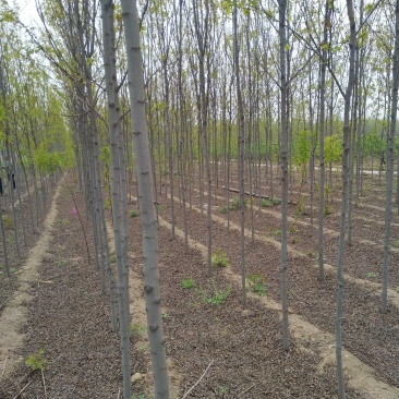 山西精品香花槐，3-8公分，占地香花槐，