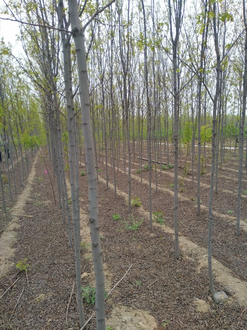 山西精品香花槐，3-8公分，占地香花槐，