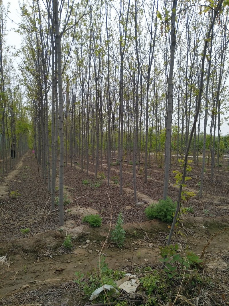 山西精品香花槐，3-8公分，占地香花槐，