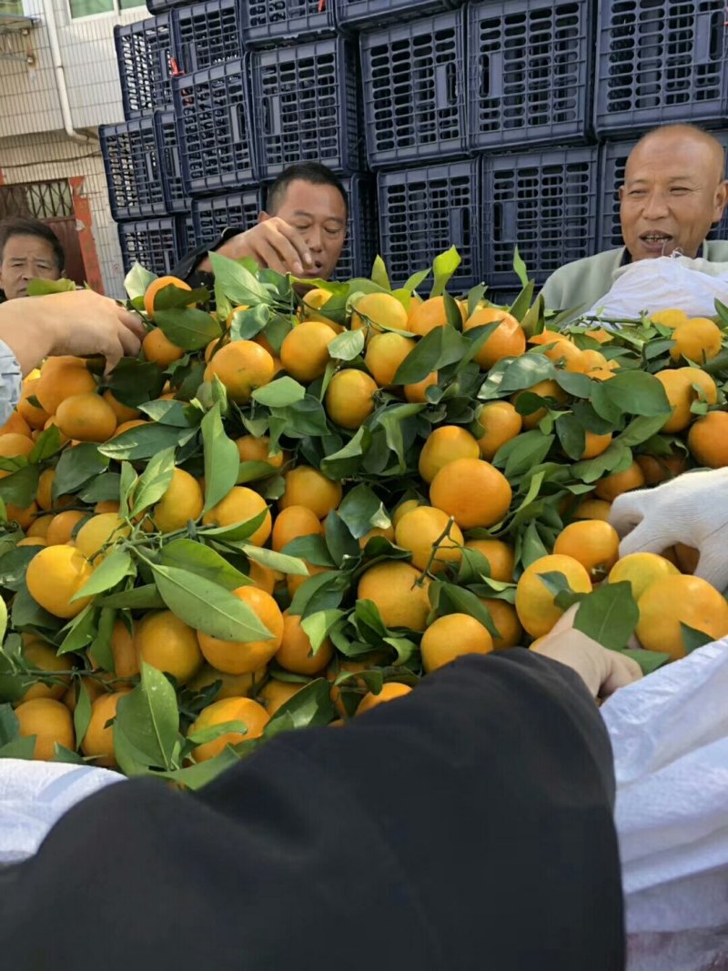 柑桔蜜橘果园看货诚信交易纯甜特早蜜橘支持视频看货