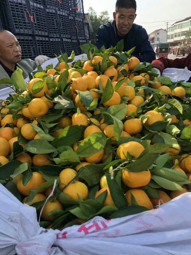 湖北蜜橘国庆蜜橘诚心实意代办皮薄个大口感纯甜