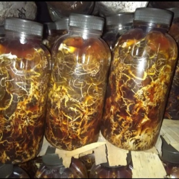 蜜环菌种厂家直销天麻猪苓种植专用蜜环菌