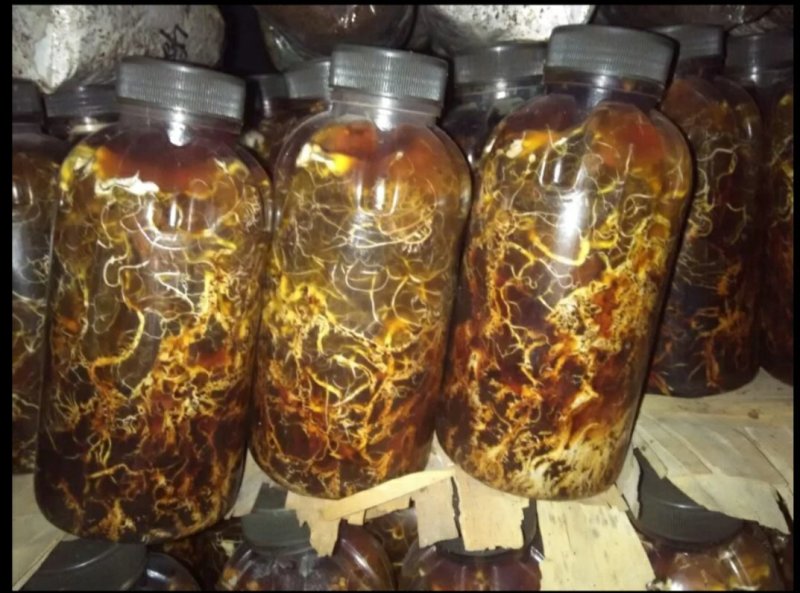 蜜环菌种厂家直销天麻猪苓种植专用蜜环菌