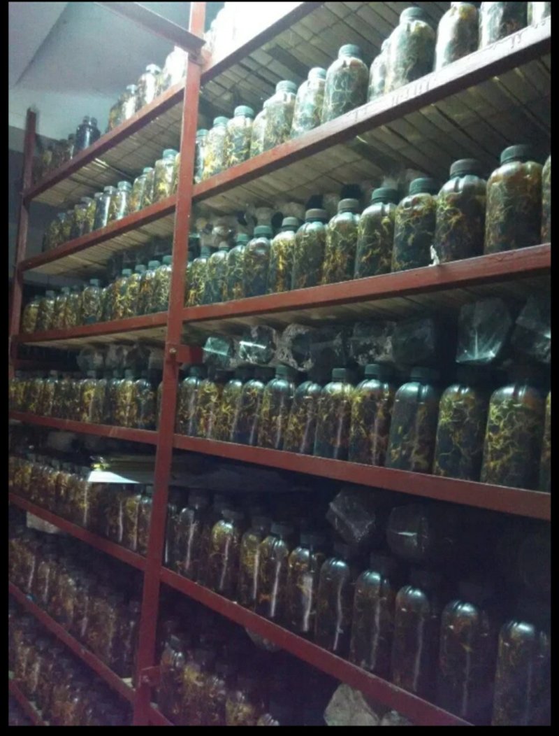 蜜环菌种厂家直销天麻猪苓种植专用蜜环菌