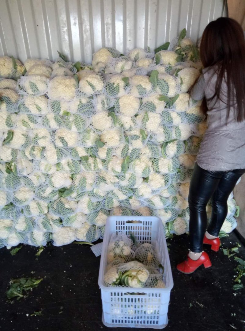 颜色特别白，大量有货，实花，货源充足