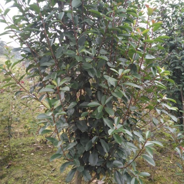红叶石楠笼子