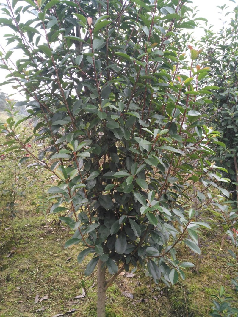 红叶石楠笼子