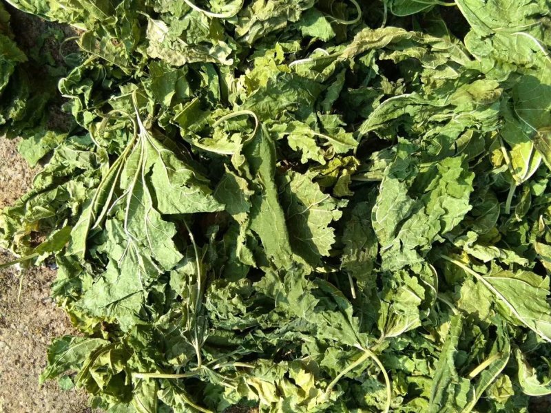 桑叶霜后桑叶。产地直销一手货源。符合国家标准