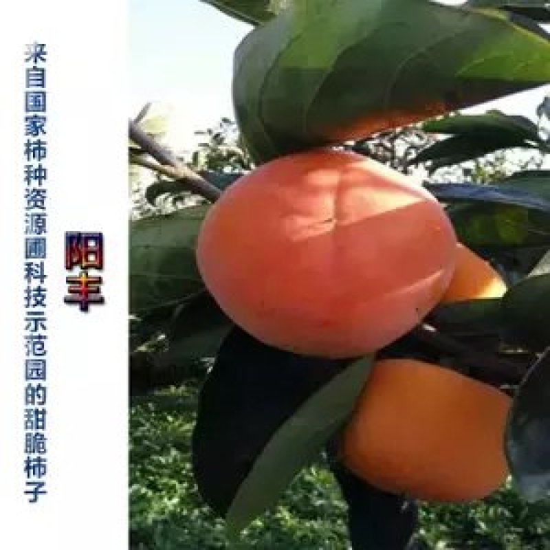 水果