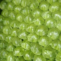 颜色嫰绿，菜型特别好，货源充足