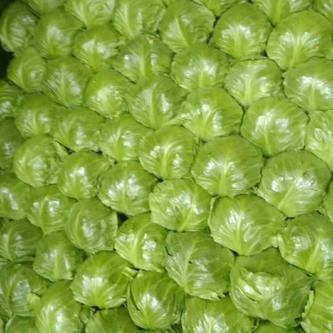 颜色嫰绿，菜型特别好，货源充足