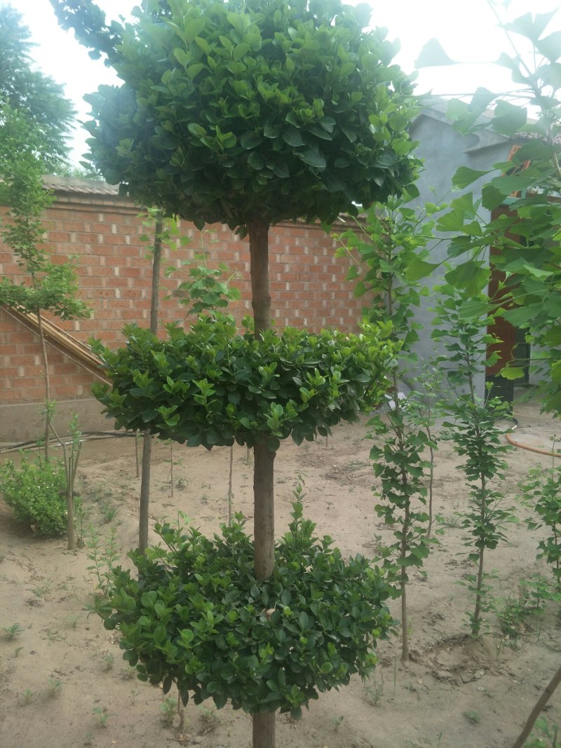 造型树